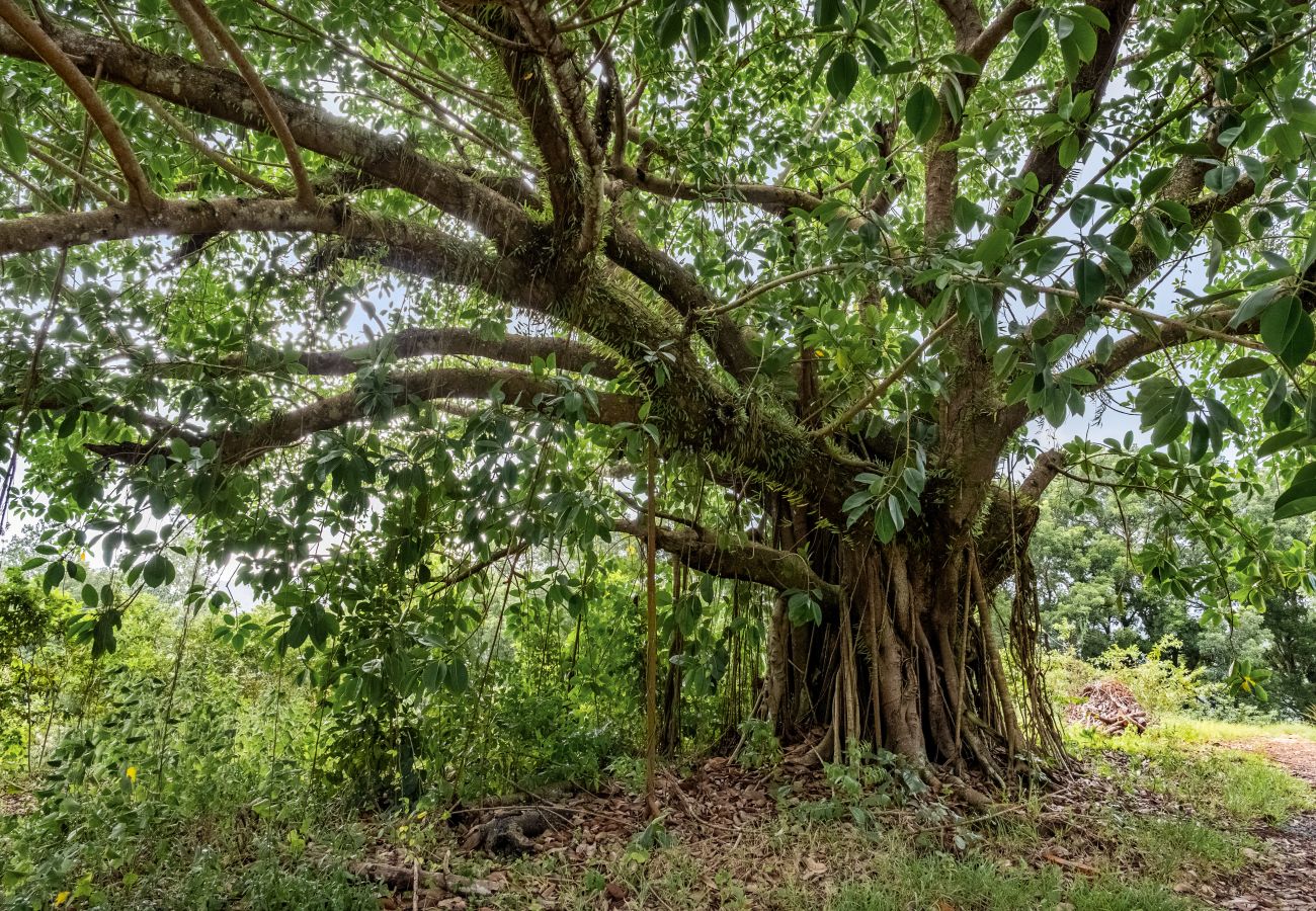 Casa en Ciales - Casa Algarrobo finca relajante en Puerto Rico