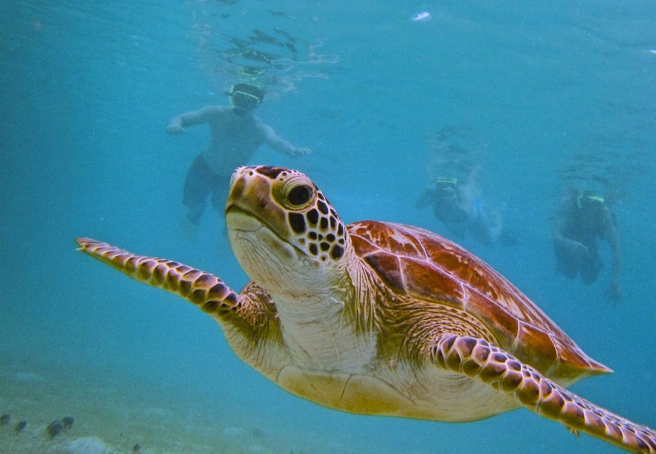 Apartamento en Fajardo - -