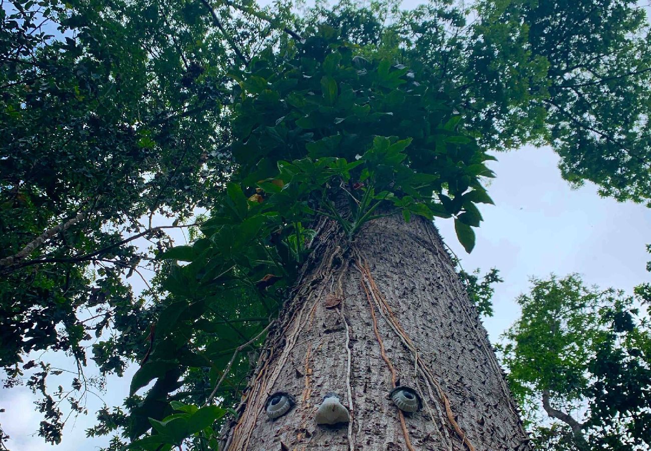 Cabaña en Cayey - Pequeña y Acogedora Cabaña de Montaña en Cayey 