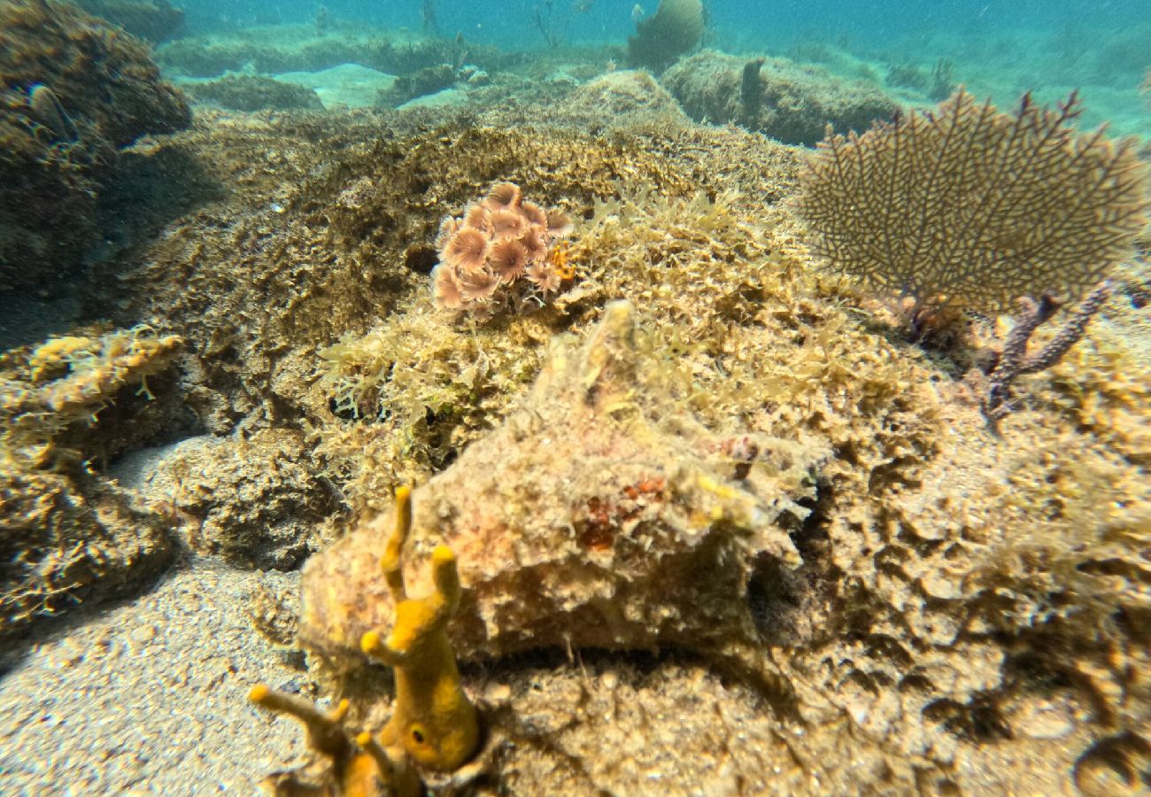 Apartamento en Vieques - Walk to the Beach · BioBay & Snorkel Tours 