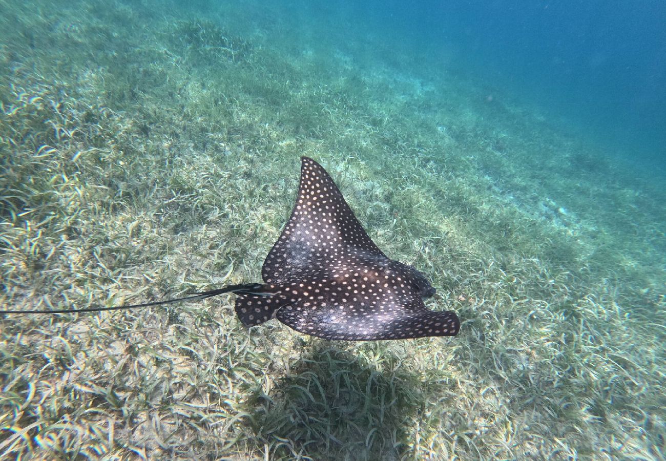 Apartamento en Vieques - Walk to the Beach · BioBay & Snorkel Tours 