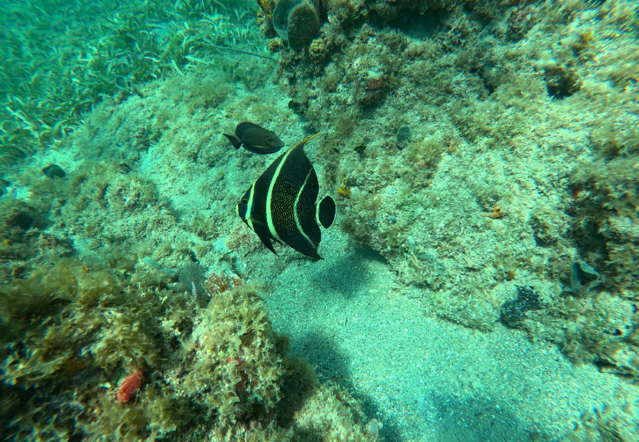 Apartamento en Vieques - Walk to the Beach · BioBay & Snorkel Tours 