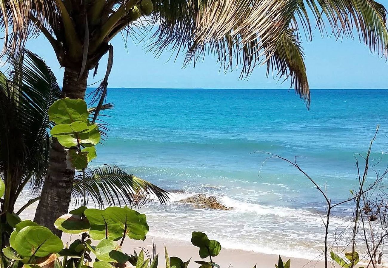 Apartamento en Vieques - Walk to the Beach · BioBay & Snorkel Tours 
