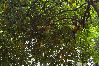 Agroturismo en Naranjito - -