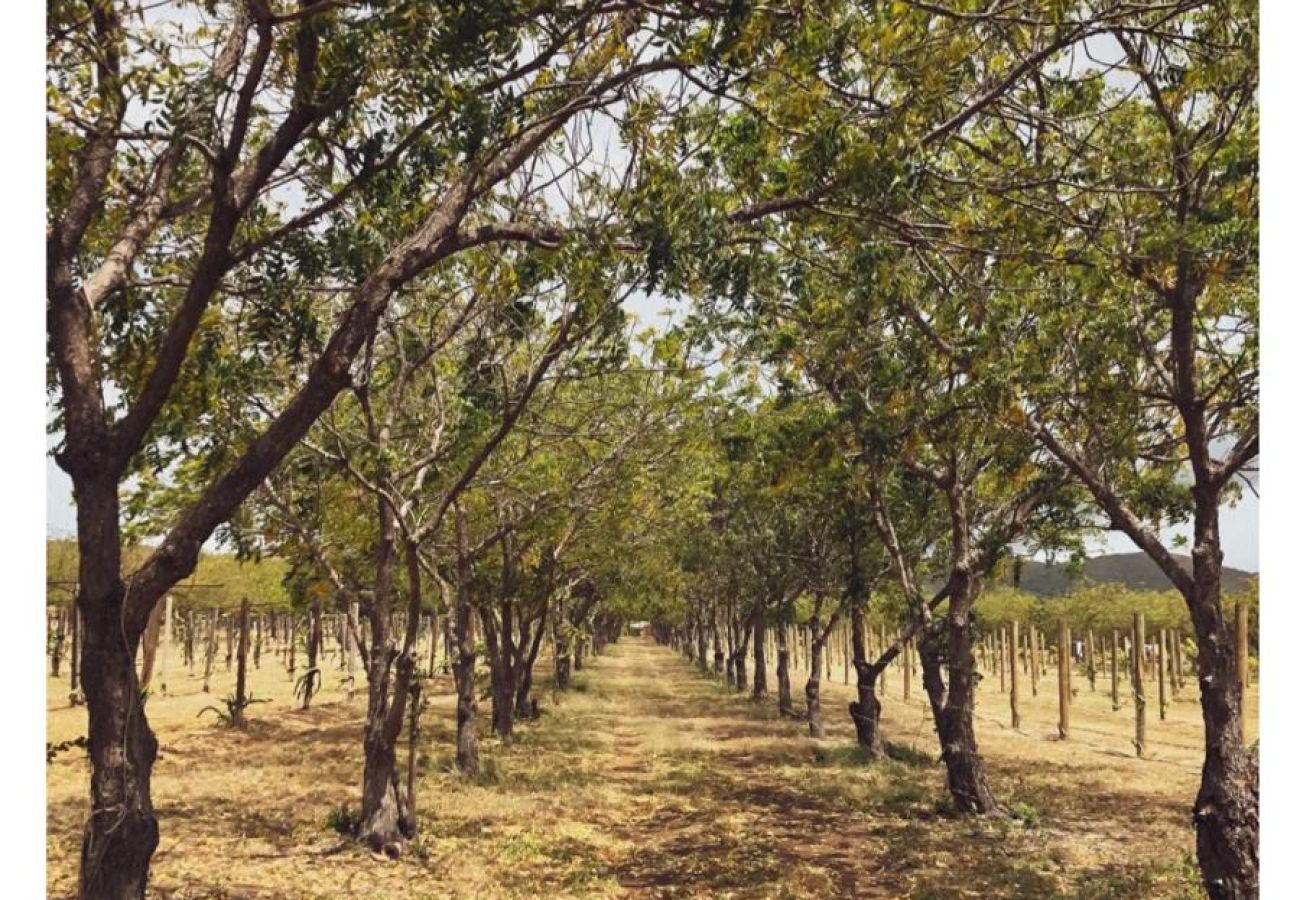 Cabin in Cabo Rojo - Rustic cabin in the heart of the fields of Pitahaya