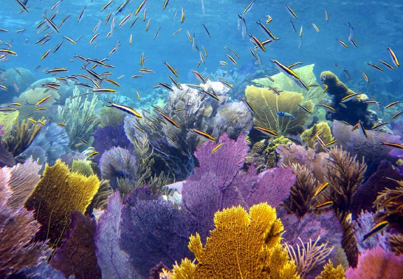 Condominium in Fajardo - Oceanfront Oasis: Panoramic Views & Marina Access 