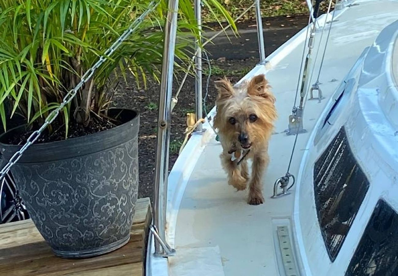 Boat in Cayey - Cozy Sailboat at the Montains with air conditioned