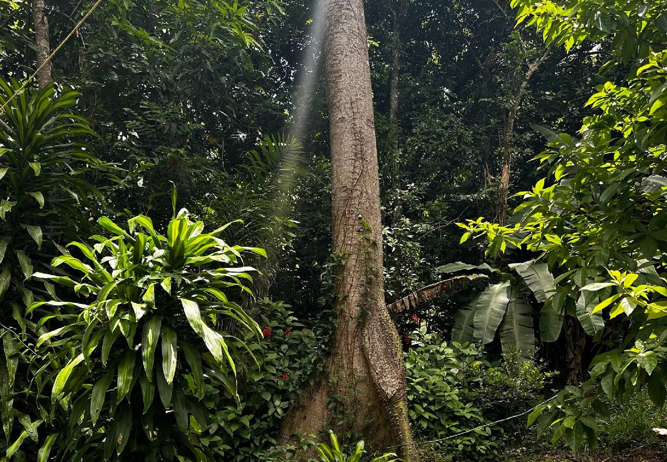 Cabin in Cayey - Tiny Cozy Mountain Cabin Peaceful Retreat in Cayey 