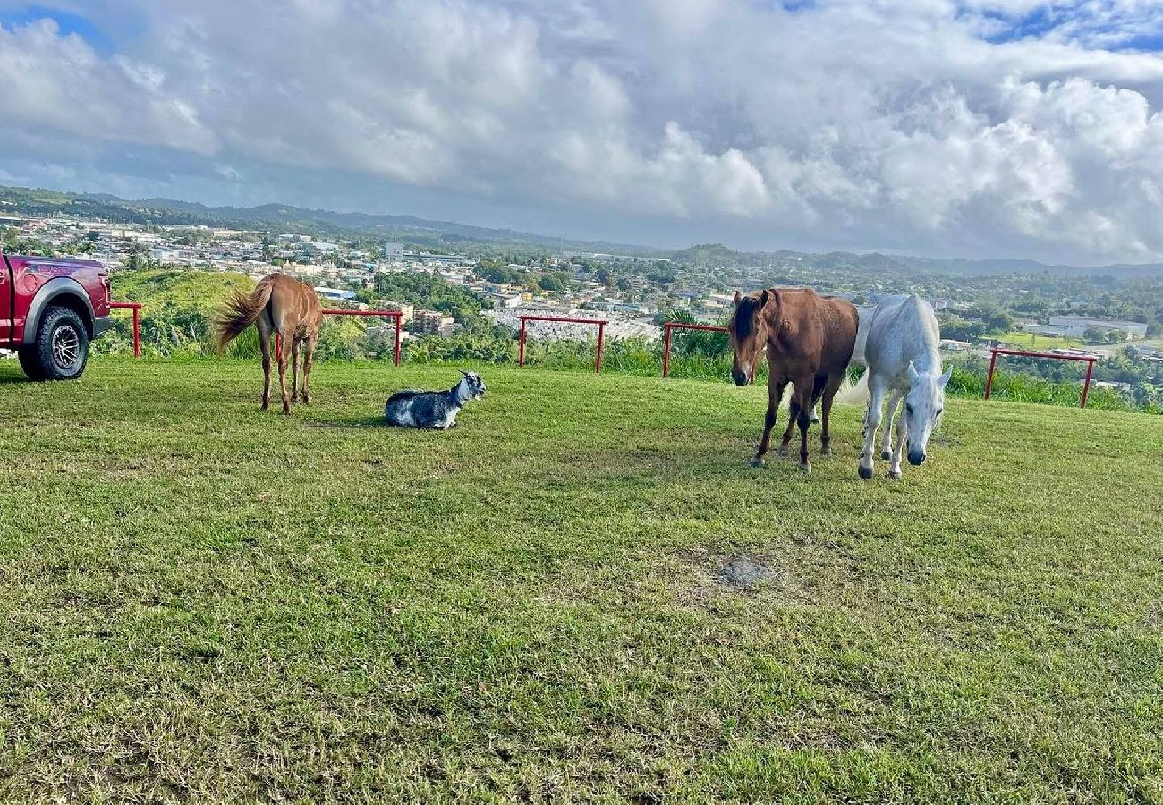 Farm stay in Cidra - La Loma: Cozy Retreat with Jacuzzi & Views 