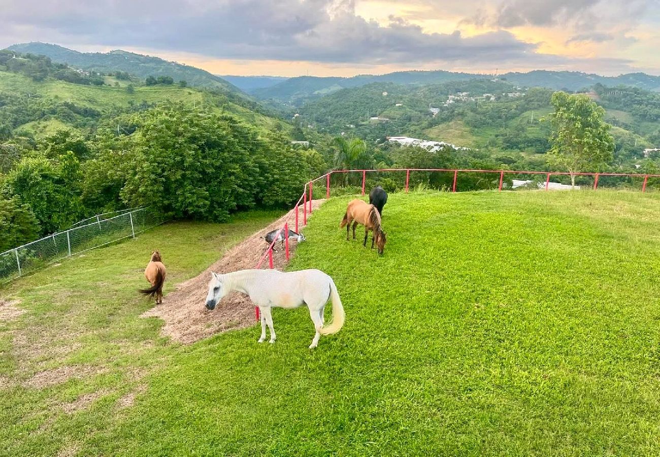 Farm stay in Cidra - La Loma: Cozy Retreat with Jacuzzi & Views 