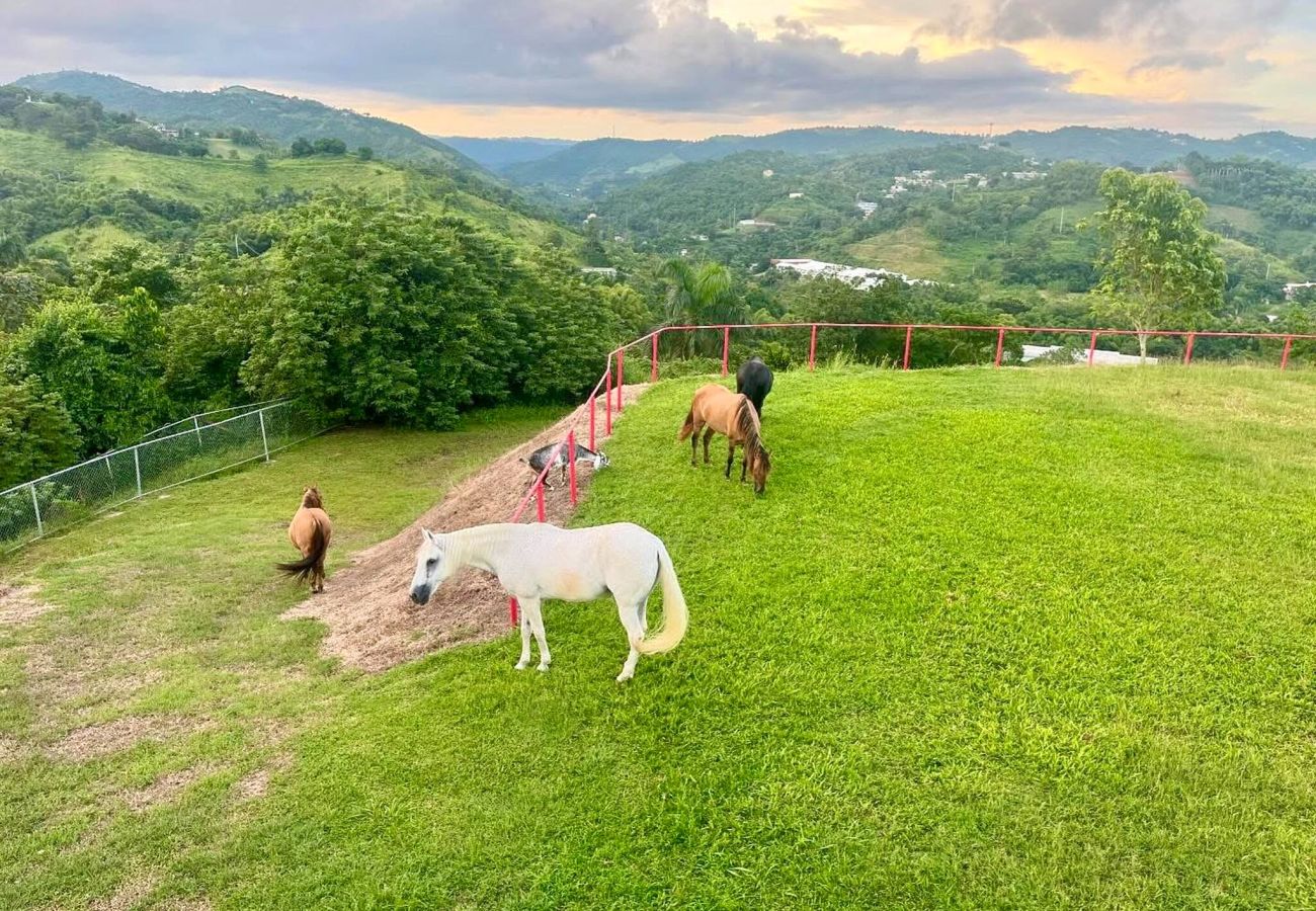 Farm stay in Cidra - Private Mountain Gazebo for Events | BBQ + Views | 150+ Guests